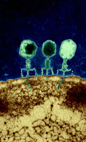 Phage2